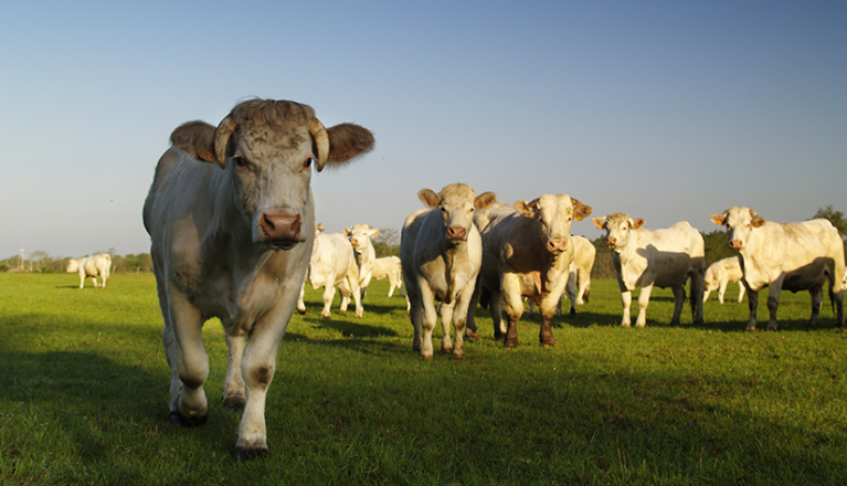 Osons l’élevage : Centre Loire s’engage à soutenir les nouveaux projets d’élevage