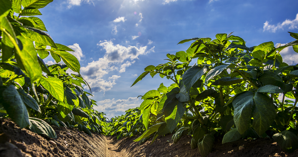 McCain, le Crédit Agricole et le GAPPI créent collectivement une offre de financement inédite   au service des agriculteurs de la filière Pommes de terre pour promouvoir des pratiques d’agriculture durables
