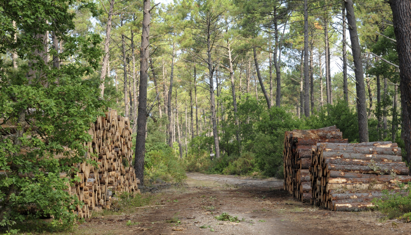 Aquitaine : la place de nos forêts sur nos territoires