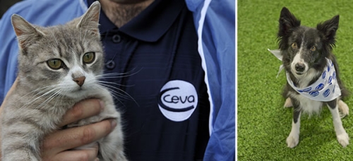 ceva_animaux_domestiques