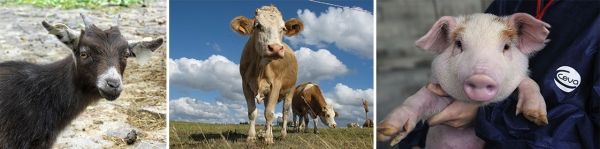ceva_animaux_ferme