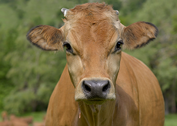 vache tarine - credit agricole banque et groupe france